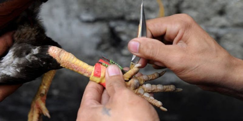 Đây là thể loại lý tưởng cho những ai yêu thích những trận đấu quyết liệt.