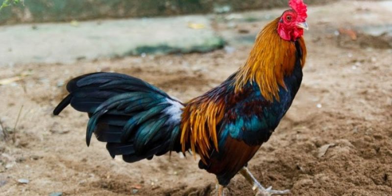 Mọi hình thức của bộ môn này đều được thương hiệu đưa về